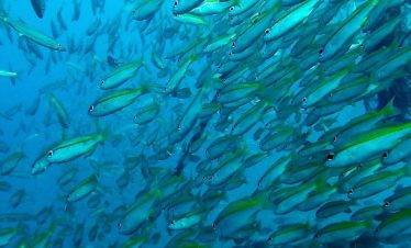 4D3N Tioman Try Scuba+Snorkeling