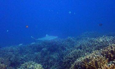 4D3N Tioman Diving Courses
