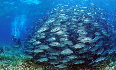 View in the sea